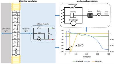 Sensitivity Analysis of Ion Channel Conductance on Myocardial Electromechanical Delay: Computational Study